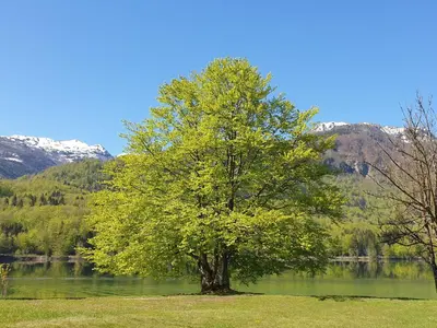 a tree in the middle of a lake at Apartments Vila Darja in Bohinj