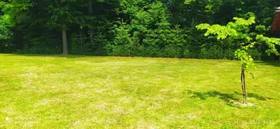 a small tree in the middle of a grass field at Villa FRIDA in Rogaška Slatina