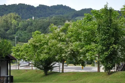 a couple of trees on the side of a street at Vas Lipa 7 -30 in Podčetrtek