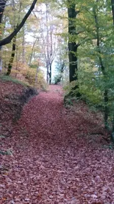 a path covered in red leaves in the woods at Apartma Dolomiti in Ljubljana