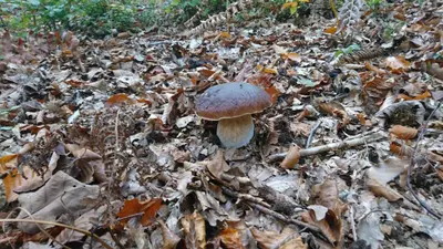 a mushroom sitting on the ground in the leaves at Apartma Dolomiti in Ljubljana