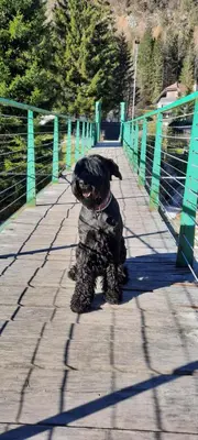 a black dog sitting on a bridge at Apartments Mojstrana - Kekec in Mojstrana