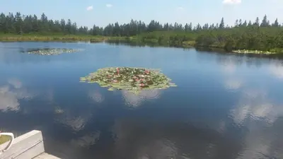 an island in the middle of a lake with flowers at Apartma Natura Kope in Šmartno pri Slovenj Gradcu
