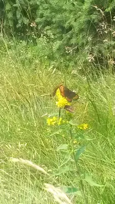 a bird sitting on a flower in the grass at Apartma Natura Kope in Šmartno pri Slovenj Gradcu
