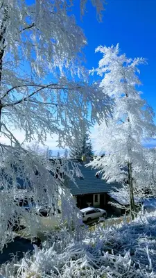 a snow covered tree in front of a house at Apartma Natura Kope in Šmartno pri Slovenj Gradcu