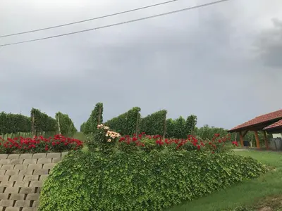 a garden with red flowers and a brick wall at Vinska klet Seršen in Dobrovnik