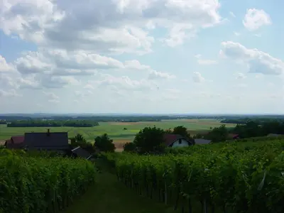 a view of a farm with a field of vines at Vinska klet Seršen in Dobrovnik