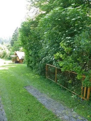 a fence in front of a large bush at InGreen house in Bohinjska Bela