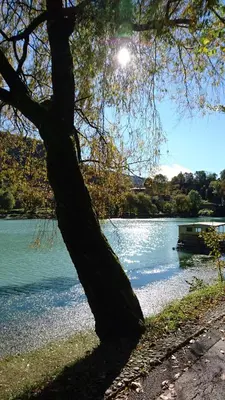 a tree in front of a lake with a boat at Apartma MAELL 1 in Most na Soči