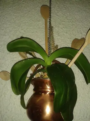 a green plant in a brown vase at Apartma MAELL 1 in Most na Soči