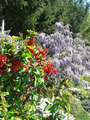 a garden with purple and red flowers and trees at Apartma MAELL 1 in Most na Soči