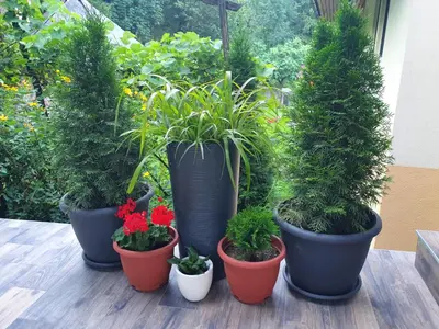a group of potted plants sitting on a table at Apartma MAELL 1 in Most na Soči