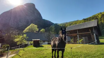 a horse standing in a field in front of a barn at Apartmaji Pekovec Bohinj in Bohinj