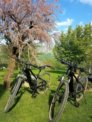 two bikes parked in the grass next to a tree at Wine cellar room in Vipava