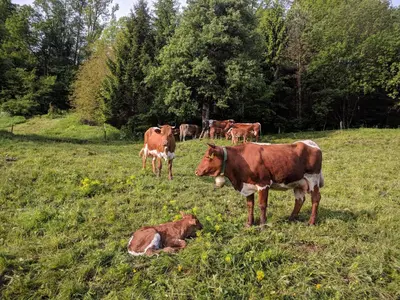 a herd of cows grazing in a field at PUŽMAN Farm Glamping in Radovljica