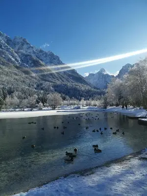 a group of ducks swimming in a river in the snow at Kranjska Gora Family Break in Kranjska Gora