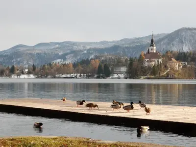 a group of ducks standing on a dock in the water at Lake House Sebanc in Bled