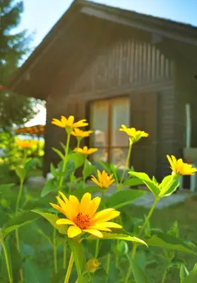 a group of yellow flowers in front of a house at MERIKOTKA - a cozy wooden cottage, sLOVEnia in Braslovče