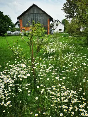 a field of white flowers in front of a barn at MERIKOTKA - a cozy wooden cottage, sLOVEnia in Braslovče