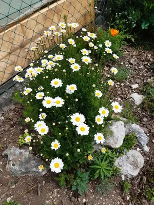 a flower garden with white and yellow daisies at SOBE U SIRRC in Bled