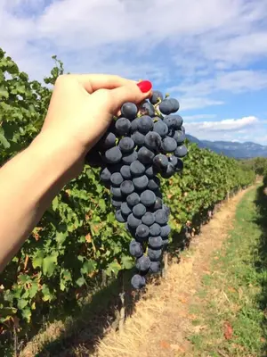 a person holding a bunch of grapes in a vineyard at Kraljič - Primož Čotar in Dornberk