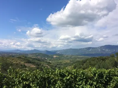 a view of a vineyard from a winery in the hills at Kraljič - Primož Čotar in Dornberk