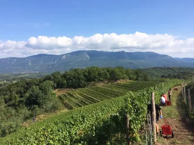 a group of people walking through a vineyard at Kraljič - Primož Čotar in Dornberk