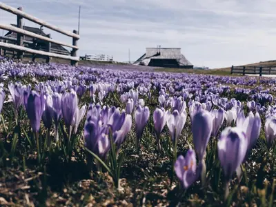 a field of purple tulips in a field at Koča Zlatorog - Velika planina in Stahovica