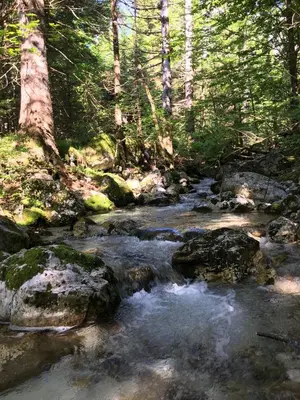 a stream in a forest with rocks and trees at Cozy Private Cabin in the heart of Triglav National Park in Trenta