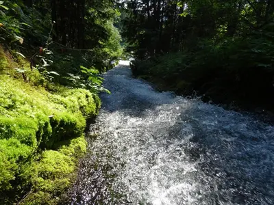 a stream of water in the middle of a forest at Wooden Cottage in Jesenice