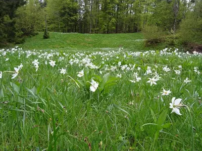 a field of white flowers in the grass at Wooden Cottage in Jesenice