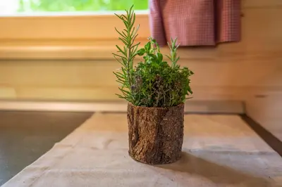 a plant in a log vase sitting on a table at Camping Danica Cottage Stan in Bohinj