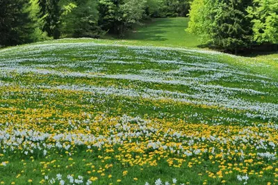 a large field of flowers in a grassy field at Dom Pristava in Jesenice