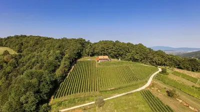 an aerial view of a vineyard with a house on a hill at Sleme house in Krška Vas