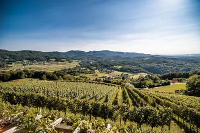 an aerial view of a vineyard in the hills at Sleme house in Krška Vas