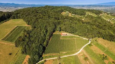 an aerial view of a vineyard on a hill at Sleme house in Krška Vas