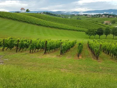 a green field with a vineyard with trees and a house at Apartment Venko in Slovenske Konjice