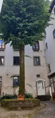 a tree sitting in front of a building at Lovely Old City-Center Apartment in Ljubljana