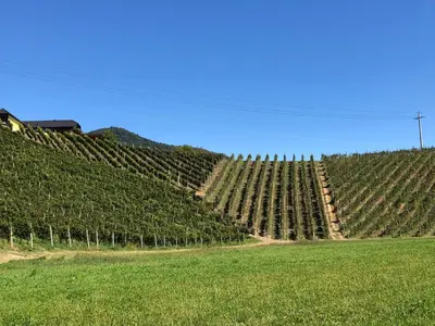 a large vineyard with a bunch of vines at Apartment VilaPark 14 in Rogaška Slatina