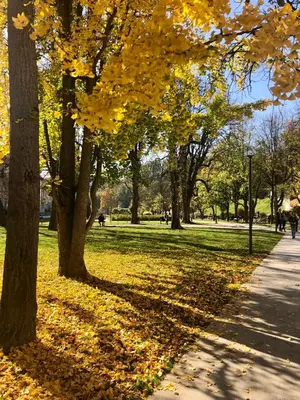 a park with yellow leaves on the grass and trees at Apartment VilaPark 14 in Rogaška Slatina
