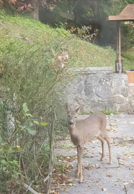 a deer standing on the ground next to a bush at Gorgeous Chalet in Bled