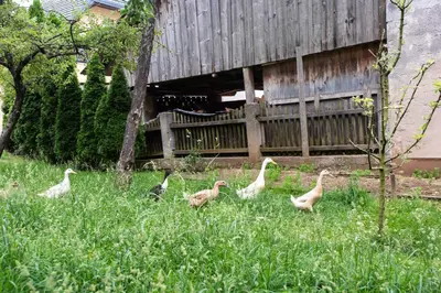 a group of ducks walking in the tall grass at Apartment & Room Pristov in Žirovnica