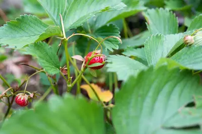 a red flower on a plant with green leaves at Apartment & Room Pristov in Žirovnica