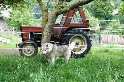 a dog standing next to a tree next to a tractor at Apartment & Room Pristov in Žirovnica