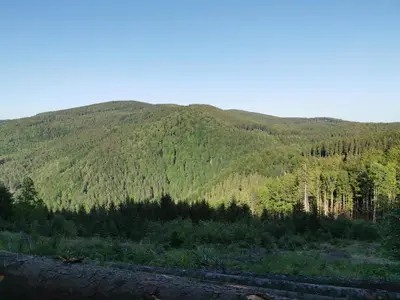 a mountain with trees on the side of it at POHORJE HOUSE 2 FOUR APPARTMETNS in Oplotnica