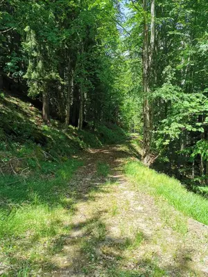 a dirt road in the woods with trees at POHORJE HOUSE 2 FOUR APPARTMETNS in Oplotnica