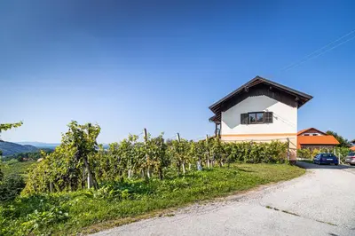 a house on a hill with a vineyard at Holiday Home Kerin in Cerklje ob Krki