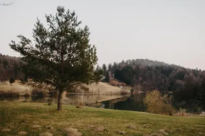 a tree in a field next to a lake at Lake House with a View in Šmartno v Rožni Dolini