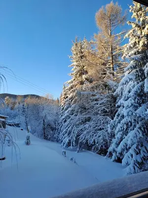 a group of trees covered in snow at Family House in Mozirje
