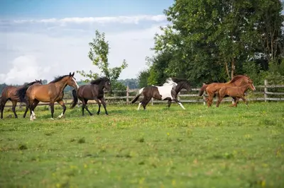 a group of horses running in a field at Ranch Kamovci21 in Dobrovnik